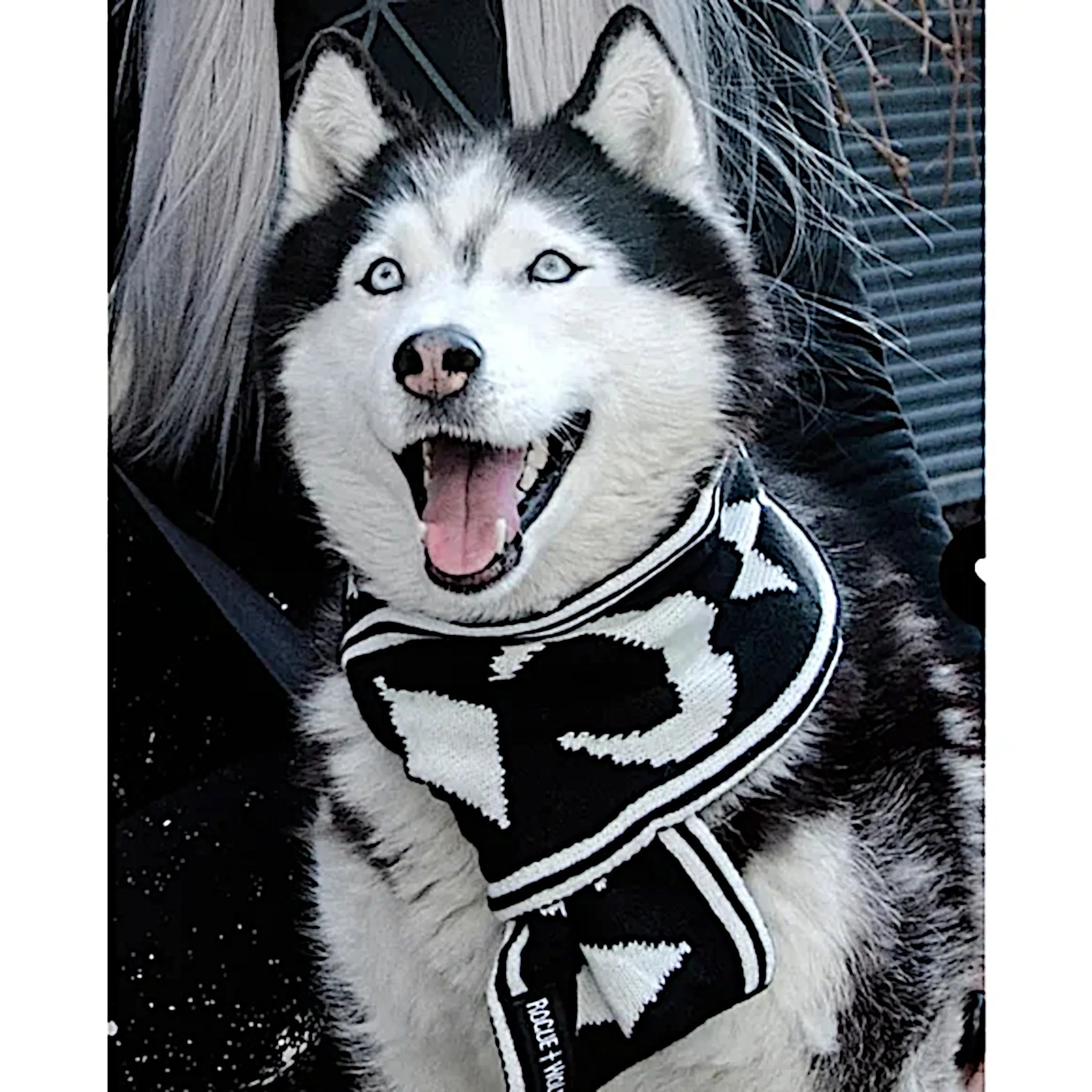 Rogue   Wolf Moon Pupper Celestial Pet Scarf | Black & White Starry Design
