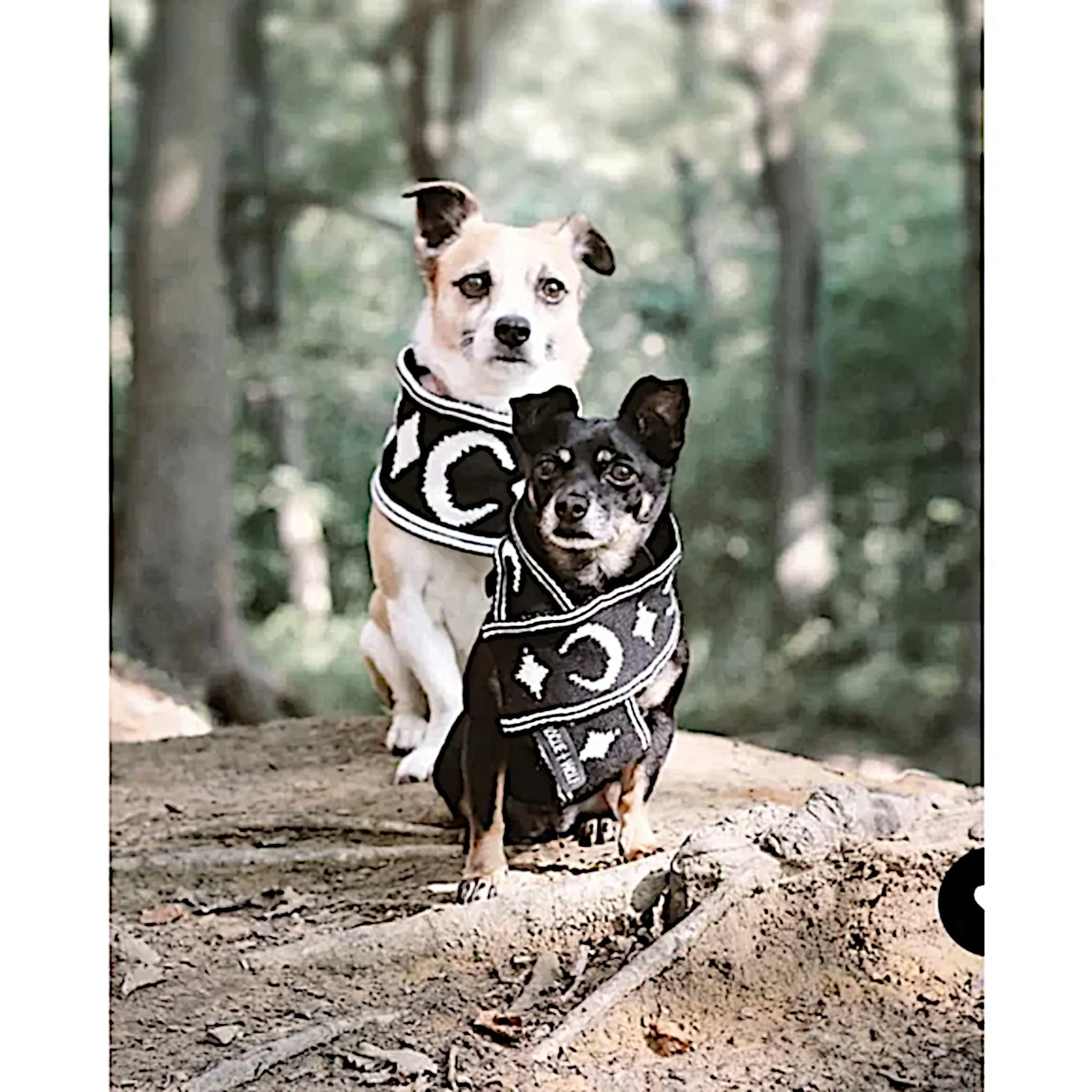 Rogue   Wolf Moon Pupper Celestial Pet Scarf | Black & White Starry Design