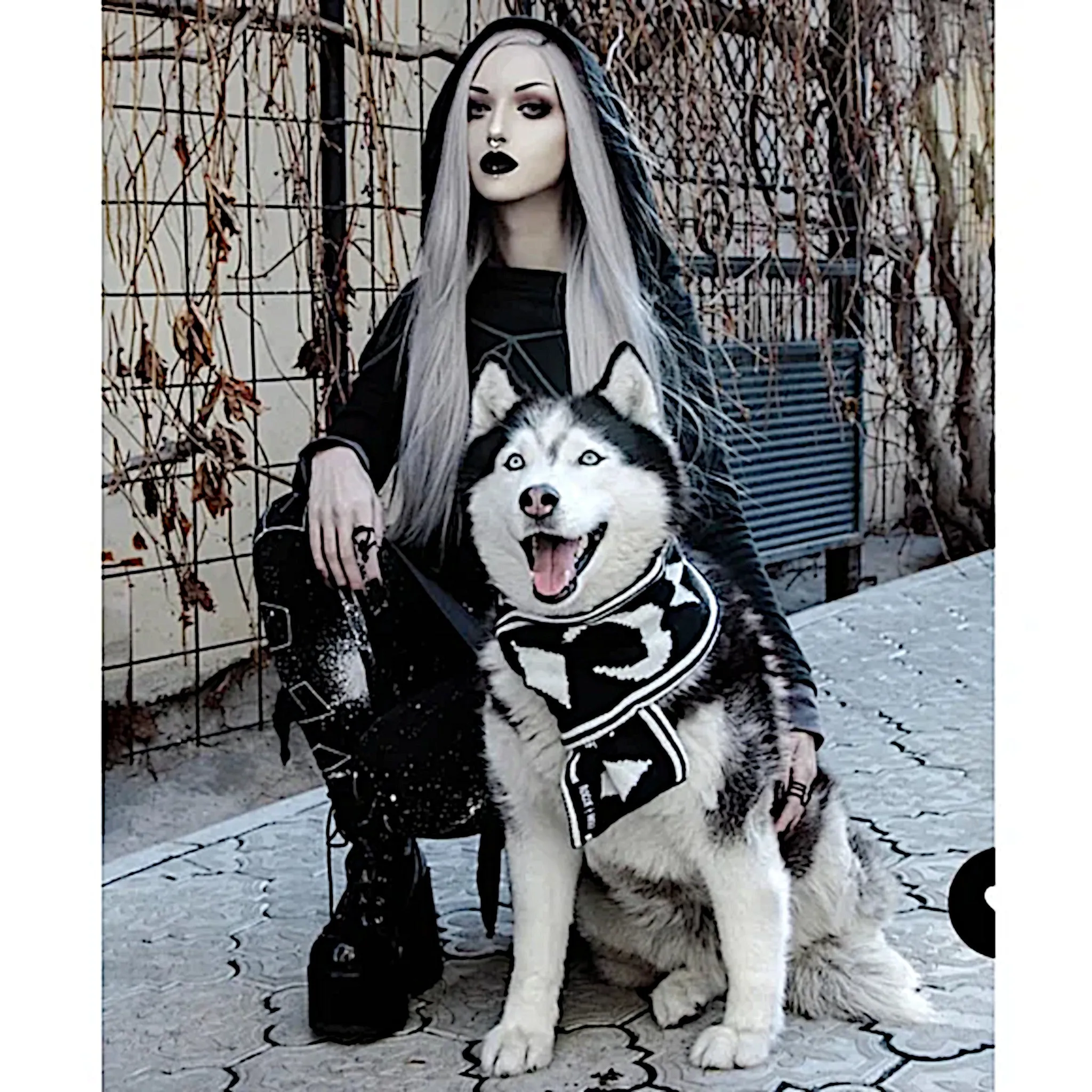 Rogue   Wolf Moon Pupper Celestial Pet Scarf | Black & White Starry Design