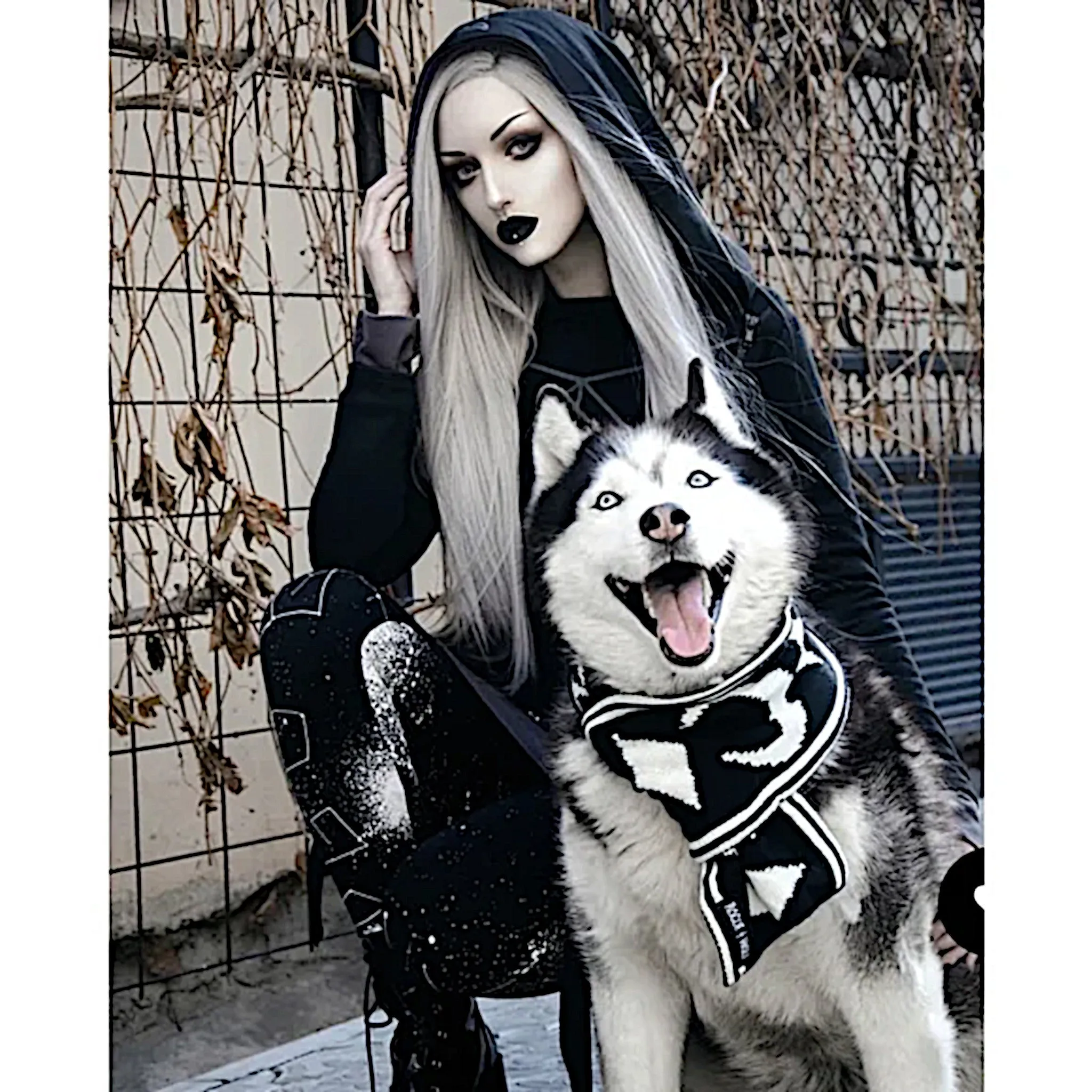 Rogue   Wolf Moon Pupper Celestial Pet Scarf | Black & White Starry Design