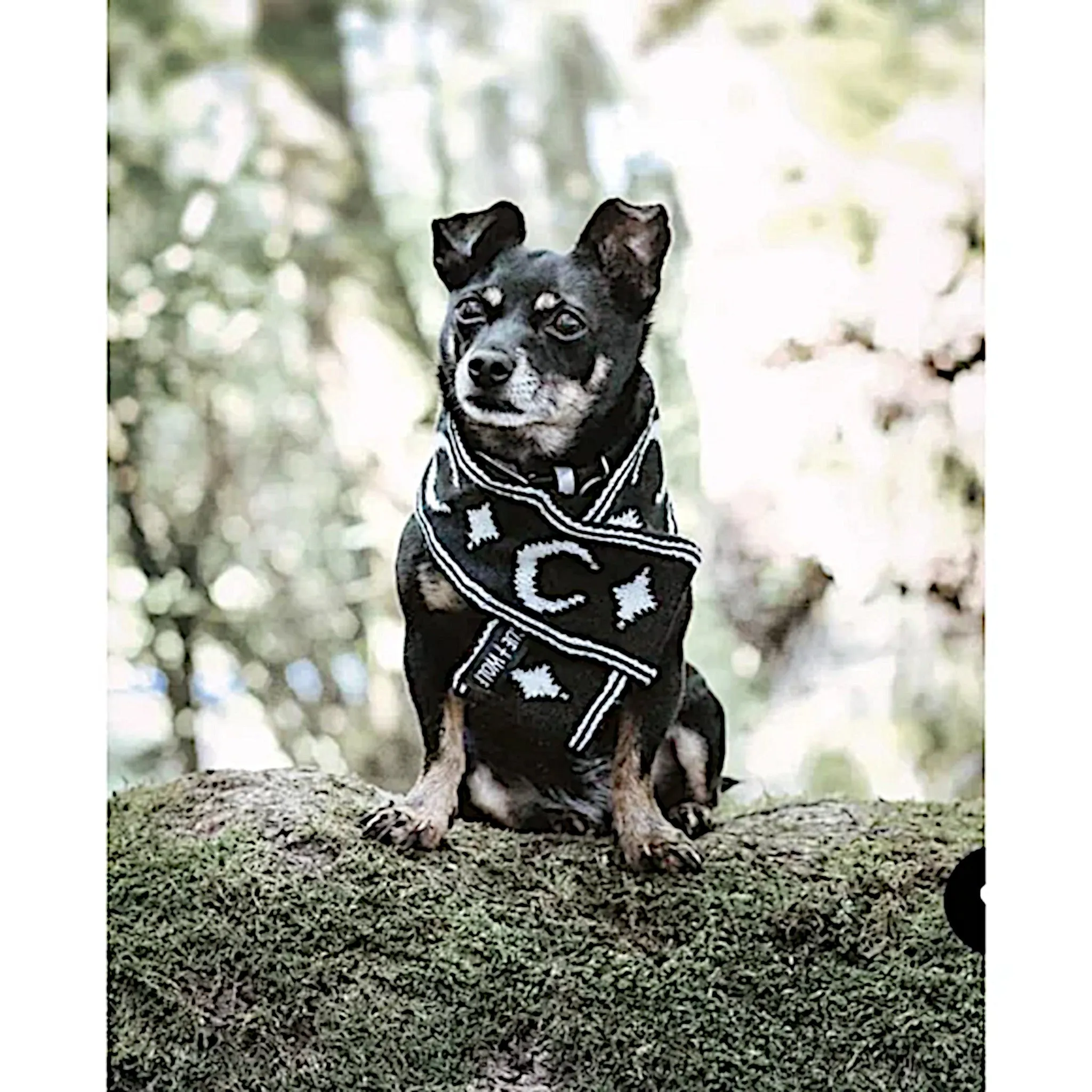 Rogue   Wolf Moon Pupper Celestial Pet Scarf | Black & White Starry Design
