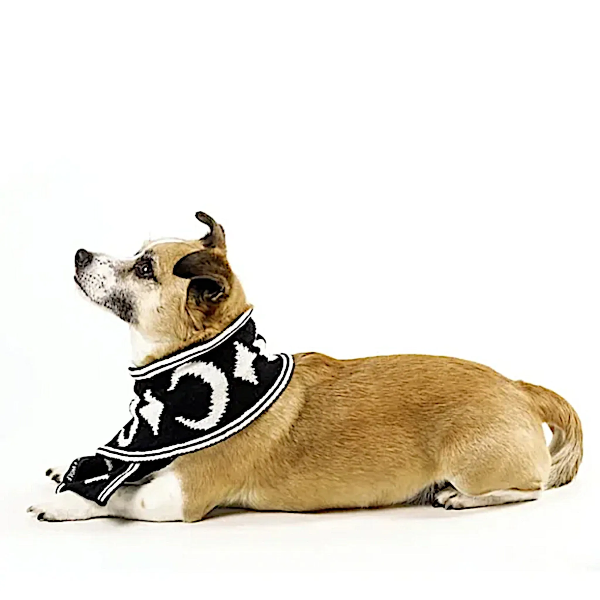 Rogue   Wolf Moon Pupper Celestial Pet Scarf | Black & White Starry Design